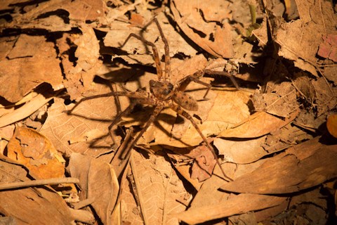 Huntsman Spider (Heteropoda sp) (Heteropoda sp)